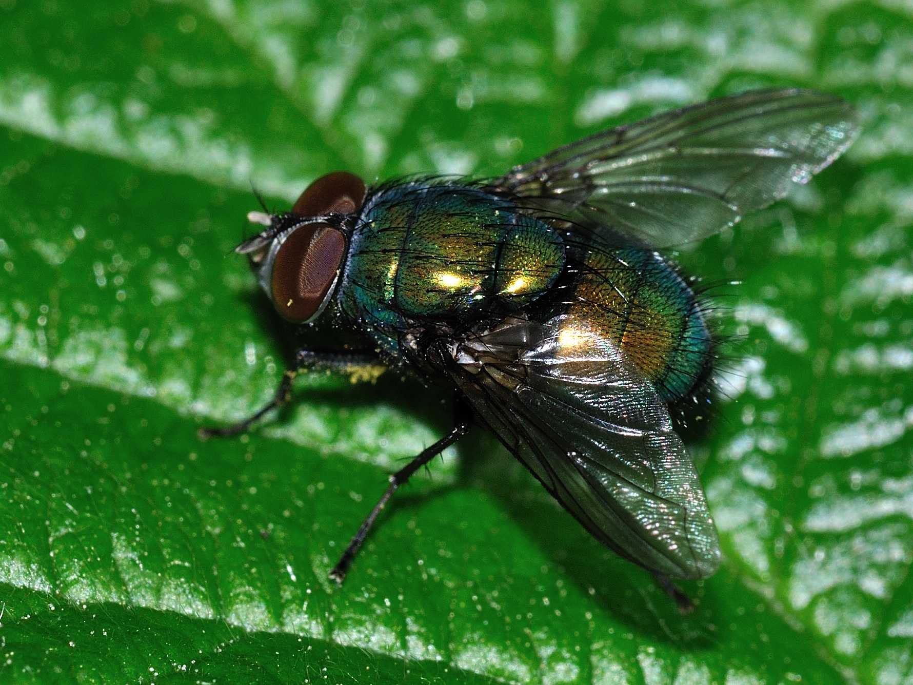Calliphoridae - Lucilia sp.
